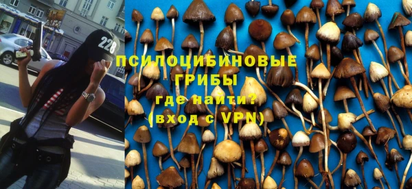 прущие грибы Михайлов